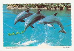 {35030} USA , Sea World , Leaping Dolphins ; Dauphins - Dauphins