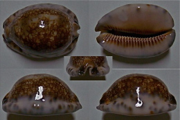 N°4898 // CYPRAEA ARABICA SSP.  "MAURICES"//F++/F+++: 62,7mm - Coquillages