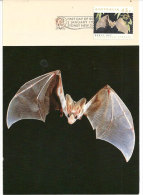 AUSTRALIE. La Chauve-souris Fantôme (Ghost Bat) Une Belle Carte-maximum De 1992 - Bats