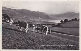 SUISSE ROMANDE,HELVETIA,SWISS,SCHWEIZ,SVIZZERA,SWITZERLAN D,VAUD,MONT MELERIN EN 1952,ELEVEUR,FERMIERE,VAC HE,CHARDONNE - Chardonne