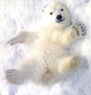 (456) Polar Bear - Ours Polaire - Ours