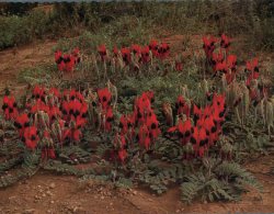 (456) Australia - Sturt's Desert Pea Flowers - Outback