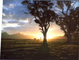 (456) Australia - SA - Flinders Ranges - Wilpena Pound - Flinders Ranges