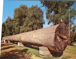 (456) Australia - WA - Perth Giant Karri Log Tree - Perth