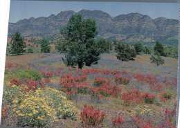 (567) Australia - SA - Elders Range - Flinders Ranges