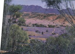 (567) Australia - SA - Wilpena Pound - Bunyeroo Valley - Flinders Ranges