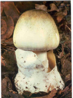 M AMANITA PHALLOIDES COLLECTION DU CLUB  FUNGHI  PILZE MUSHROOM CHAMPIGNONS  SETAS RARA - Mushrooms