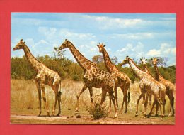 Rhodésie - Giraffes - Wankie Game Reserve - Zimbabwe - Zimbabwe