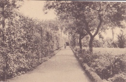 BOIS-SEIGNEUR-ISAAC : Jardin - Vue D'une Allée - Braine-l'Alleud