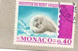 MONACO : Phoque (Phoca Vitulina)  - Protection Des Bébés Phoques - Famille Des Phocidés -  Mammifère Carnivore - - Usados