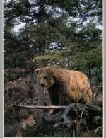 (339) Bear - Ours - - Ours