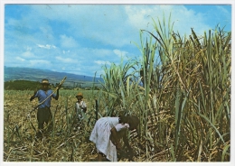 Postcard - Reunion      (V 20959) - Réunion