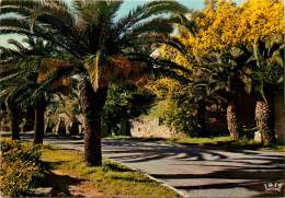 CPSM Palmiers Et Mimosas Au Rayol     L1509 - Rayol-Canadel-sur-Mer