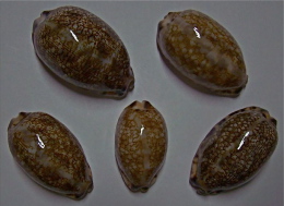 N°4958// CYPRAEA EGLANTINA COUTURIERI  "Nelle-CALEDONIE"// F+++ à GEM: 41 à 54mm - Coquillages