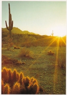 Arizona Mesa Saguaro And Hedgehog Cacti Glisten In The Morning Sun - Mesa