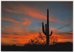 Arizona Mesa The Sonoran Desert Is Famous For Saguaro Cactus And Speatacular Sunsets - Mesa