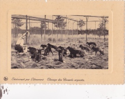 SEVISCOURT Par LIBRAMONT : élevage Des Renards Argentés - Libramont-Chevigny