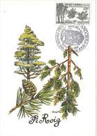 CM Andorre - Proteccio De La Natura - 1982 - Pi Roig - Cartoline Maximum