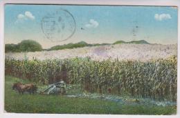 CPA PAYSAGE PLANTATION En 1913!! (voir Timbre) - Palm Beach