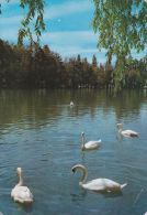 Cp , OISEAUX , Cygnes , Le Lac - Vogels