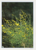 PGR-55-G : K. MAES :  ## Primavera ## : FLORA,FLEURS,FLOWERS, - Postogram