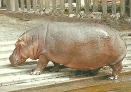 HIPPOPOTAMUS * HIPPO * ANIMAL * KK 0288 893 * Hungary - Hippopotamuses