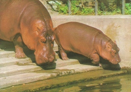 HIPPOPOTAMUS * BABY HIPPO * ANIMAL * ZOO & BOTANICAL GARDEN * BUDAPEST * KAK 0028 782 * Hungary - Nijlpaarden