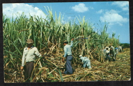 PUERTO RICO - CUTTING SUGAR CANE AT PONCE  - CARTOLINA VIAGGIATA NEL 1957 - Non Classés