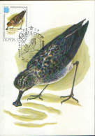 Russia-Maximum Postcard,maxicard 1982-  Birds-Spoon-billed Sanpiper  (Eurynorhynchus Pygmeus) - Cigognes & échassiers