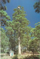 Gloucester Tree, Pemberton, WA - At 60m, Highest Fire Lookout Tree In World - Rolsh PN3 Unused - Otros & Sin Clasificación