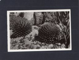 45091    Monaco,  Jardin Exotique,  Agaves Victoria Reginae, Aloes Et  Gasterias Divers,  NV - Exotic Garden