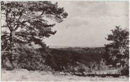 Rheden - De Steeg, Panorama Vanaf De Zijpenberg   -   Holland/Nederland - Rheden