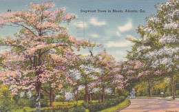 Dogwood Trees In Bloom Atlanta Georgia 1952 - Atlanta