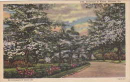 Dogwood In Bloom Atlanta Georgia 1949 - Atlanta