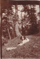 CHAMPAGNIER EN 1920,PHOTO ANCIENNE ORIGINALE,ISERE,PRES GRENOBLE,ECOLOGIE,NATURE, CHIEN HEUREUX - Places