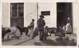 Grande Foto Original Enero 1924 SEVILLA (Séville) - Un Lechero Con Su Rebano De Cabras, Doctor Centeno (A54) - Sevilla