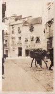 Foto Original Enero 1924 SEVILLA (Séville) - Calle, Burros (A54) - Sevilla
