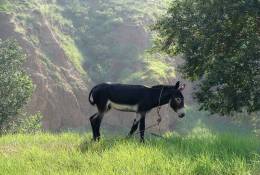 SA07-015 @     Anes Esel  Donkey Burros Y Asnos ,    ( Postal Stationery , Articles Postaux ,  Postsache F ) - Donkeys