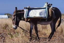SA07-020  @   Bike Cycling  Anes Esel  Donkey Burros Y Asnos ,   ( Postal Stationery , Articles Postaux ,  Postsache F ) - Donkeys