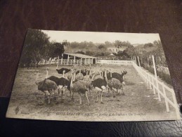 A55.CPA..76..(ALPES MARITIME)..NICE..Ferme D'Autruche.Un Troupeau..COTE D'AZUR...rare Beau Plan Animé .écrite 1916 - Straßenhandel Und Kleingewerbe