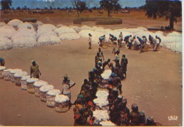 Tchad, Marché Du Coton, Editions IRIS N° 5425, N'a Pas Voyagé, Dos Divisé, Bon état - Tsjaad