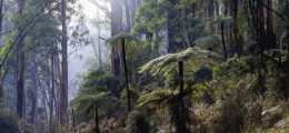 Australia Victoria - Sherbrooke Forest, Kallista With Mountain Ash And Soft Tree Ferns Unused - Other & Unclassified