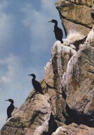 Cp , ANIMAUX , Cormorans à La Réserve D'Oiseaux Du Cap Sizun - Birds