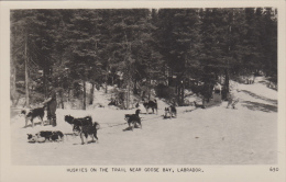 ¤¤  CANADA -  Huskies On The Trail Near  Goose Bay , Labrador ¤¤ - Other & Unclassified