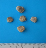 # Lot 5 BRACHIOPOD FOSSILS - Region Du Verdon, South France, Middle Jurassic - Fossiles