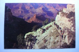 By Mule Train Into The Grand Canyon - Grand Canyon National Park, Arizona - Grand Canyon