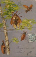 France-Carte Postale (precurseur) Envoyé En 1904-beetles;coléoptères; Käfer - 2/scans - Insects