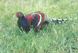 Bird , Black-necked Bar-tailed  Pheasant ,  Prepaid Card, Postal Stationery - Gallináceos & Faisanes