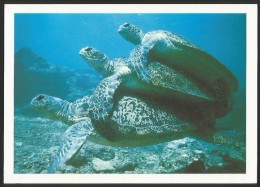 GREAT BARRIER REEF Crowd With Green Turtles North Queensland - Great Barrier Reef