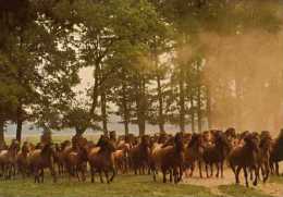 Chevaux Sauvages De DULMEN - Dülmen